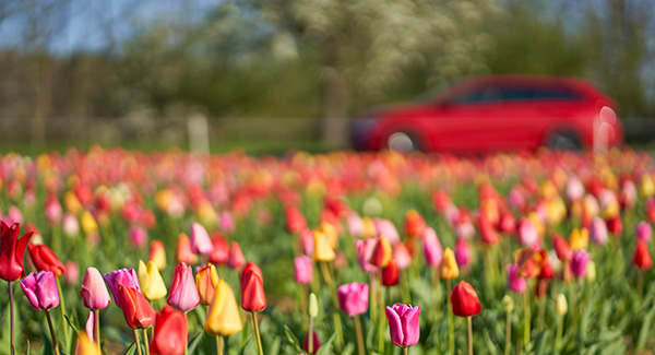 Red car driving past tulips field